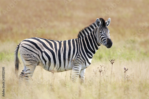 Burchell s Zebra in grassland