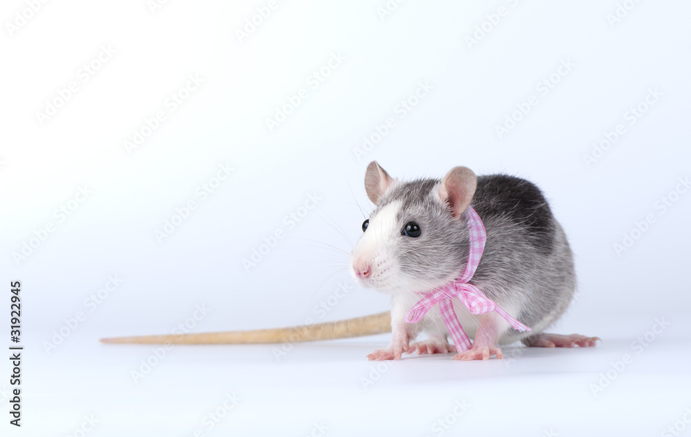 Decorative rat with pink ribbon
