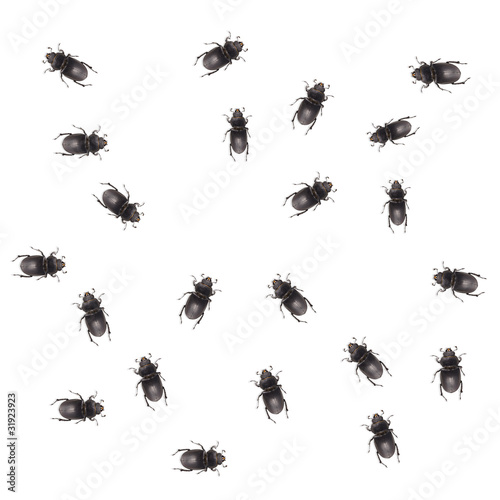 many beetles on white background