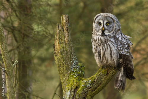 The Great Grey Owl or Lapland Owl, Strix nebulosa
