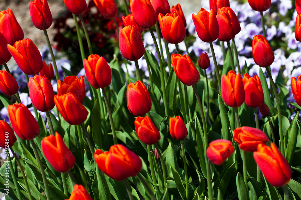 Tulips