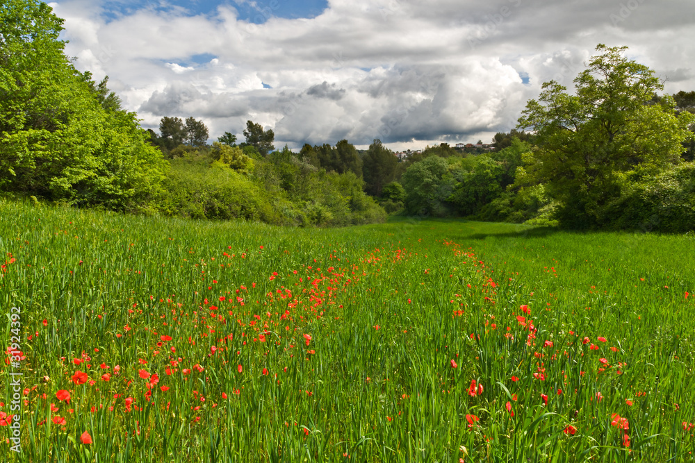 Red poppies in spring green field with cloudy sky