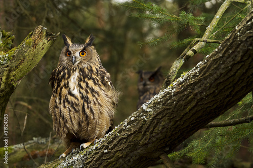 A pair of Eurasian Eagle Owls