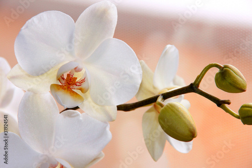 Fototapeta Naklejka Na Ścianę i Meble -  Weiße Orchidee (Phalaenopsis) mit Knospen