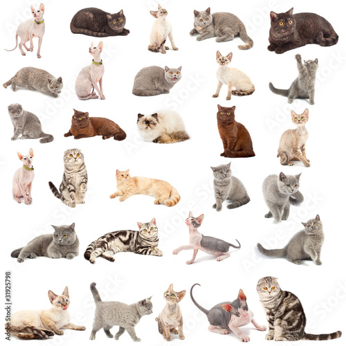 Fototapeta Naklejka Na Ścianę i Meble -  Collection of a cats