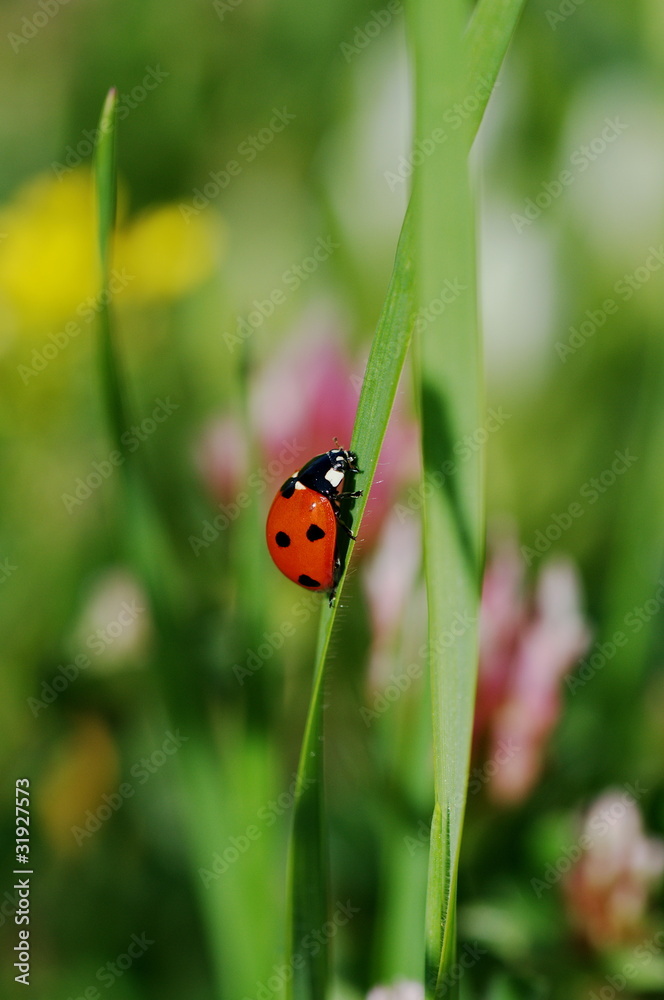 Coccinelle à sept points - Coccinella septempunctata Coccinelle à sept points - Coccinella septempunctata