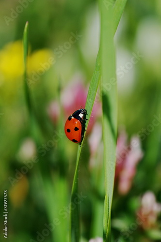 Coccinelle à sept points - Coccinella septempunctata © C. Auburtin