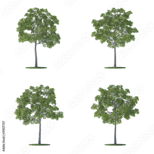 juglans nigra trees collection isolated on white