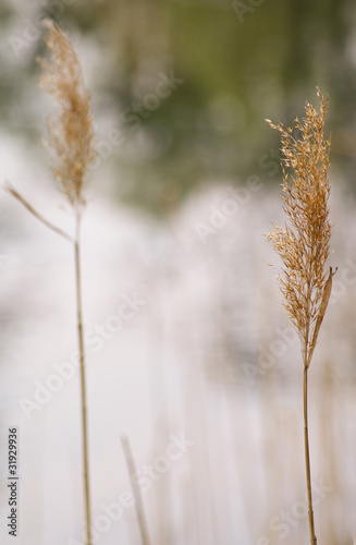 Grass ear on nature background