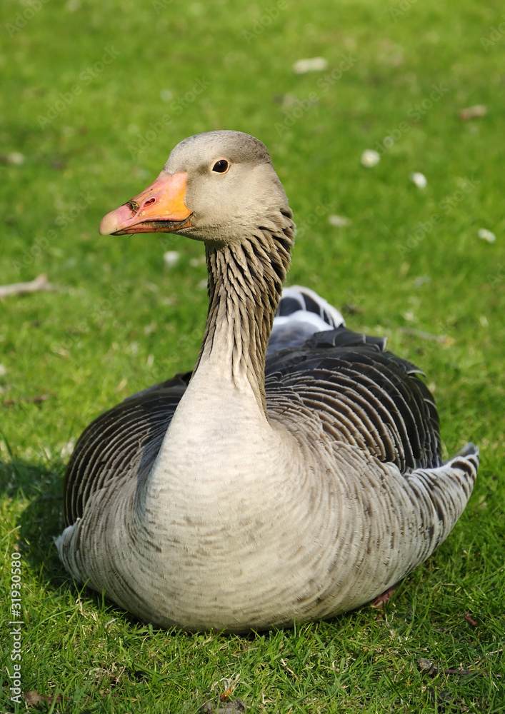 Goose on the grass