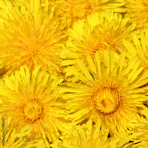 background with dandelions