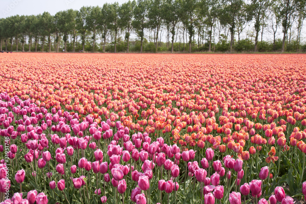 Beautiful colorful tulip fields in the Netherlands