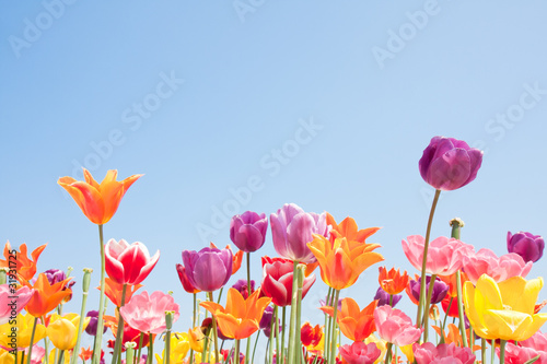Beautiful coloured flowers with copyspace for text
