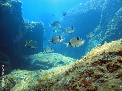Rocky seafloor with seabream fish, Mediterranean sea, Costa Brava, Rosas, Catalonia, Spain