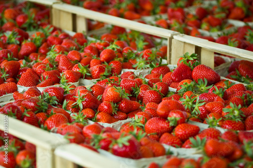 Strawberry plant