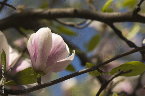 Magnolia © Gucio_55