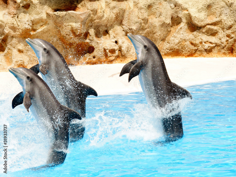 Naklejka premium Three Bottlenose Dolphins performing tail stands