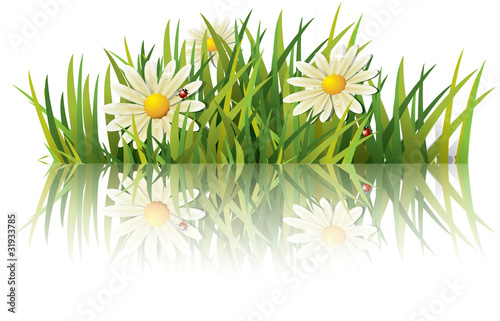 Green grass with ladybug