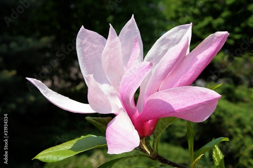 pretty pink flower of magnolia