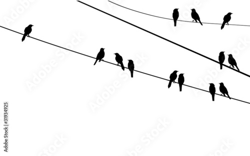 vector birds on wire #31934925