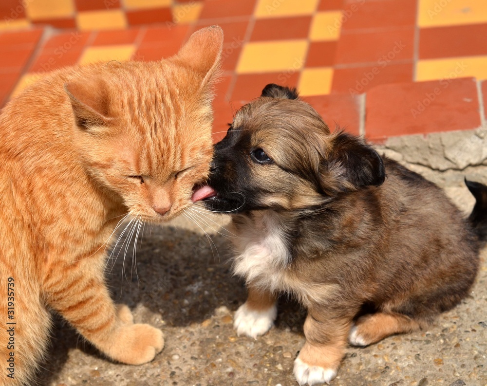 Obraz premium chat et chien jouant