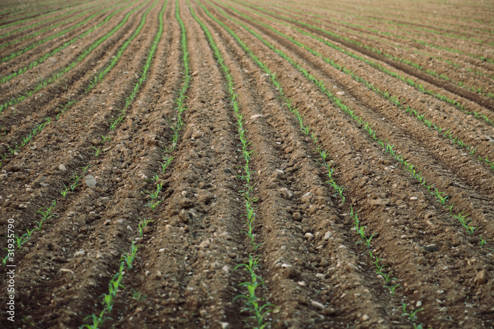 soil field with corn germ