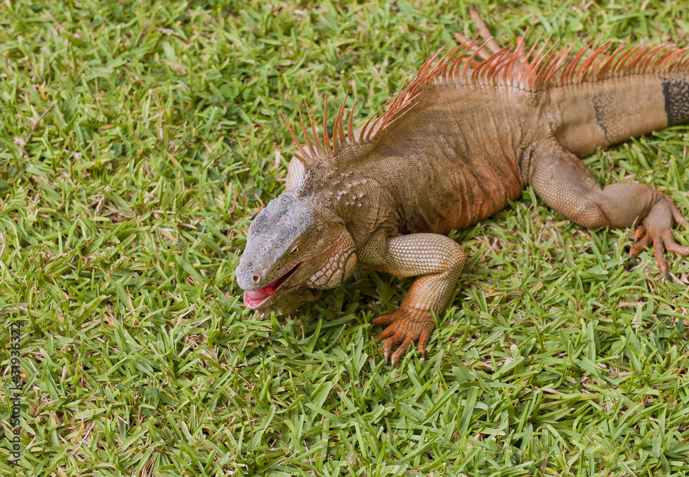 Iguana eating watermelon in Cozumel Mexico. Iguana eating watermelon in Cozumel Mexico.