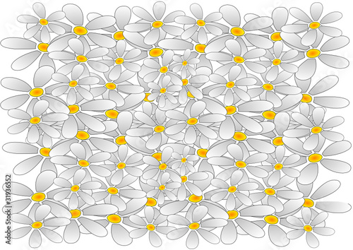 fondo margaritas