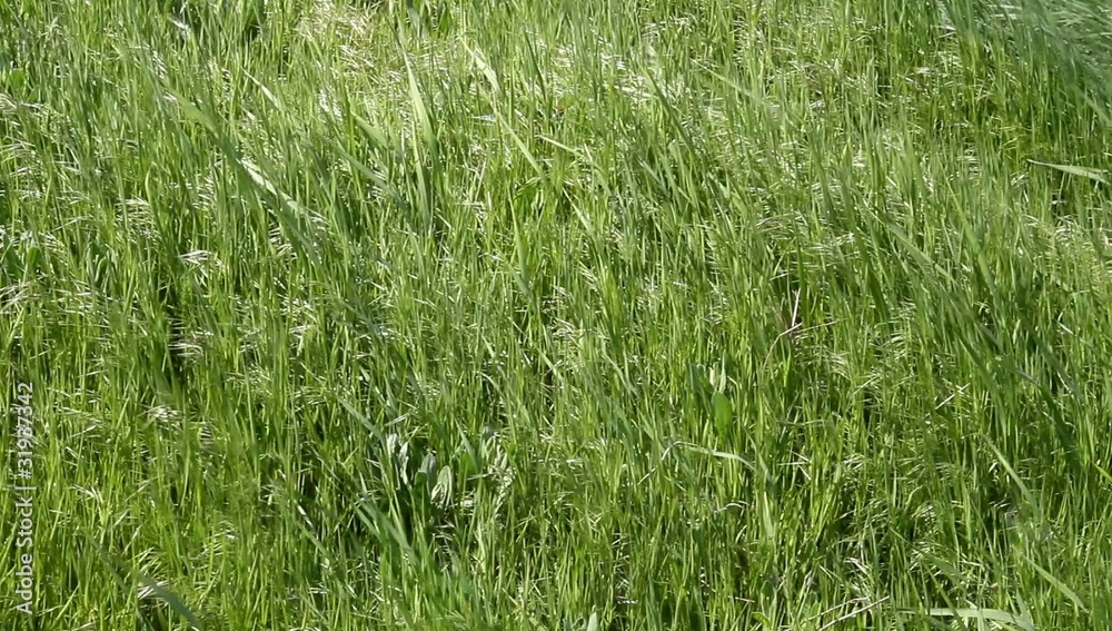 Grass In the Breeze Grass In the Breeze