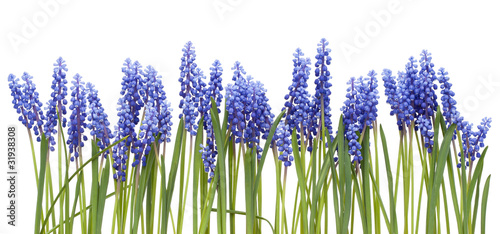 Border from first springs flowers " Muscari"