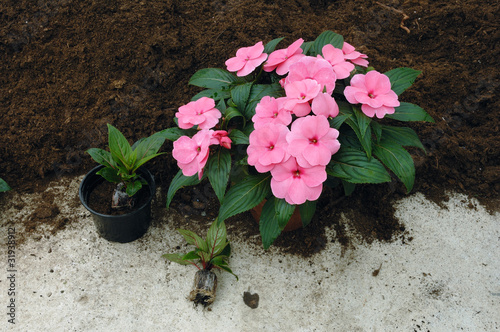 impatiens de Nouvelle Guinée