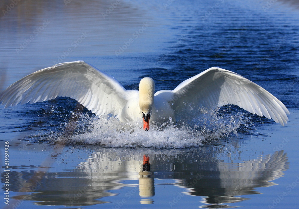 Fototapeta premium Swan attack