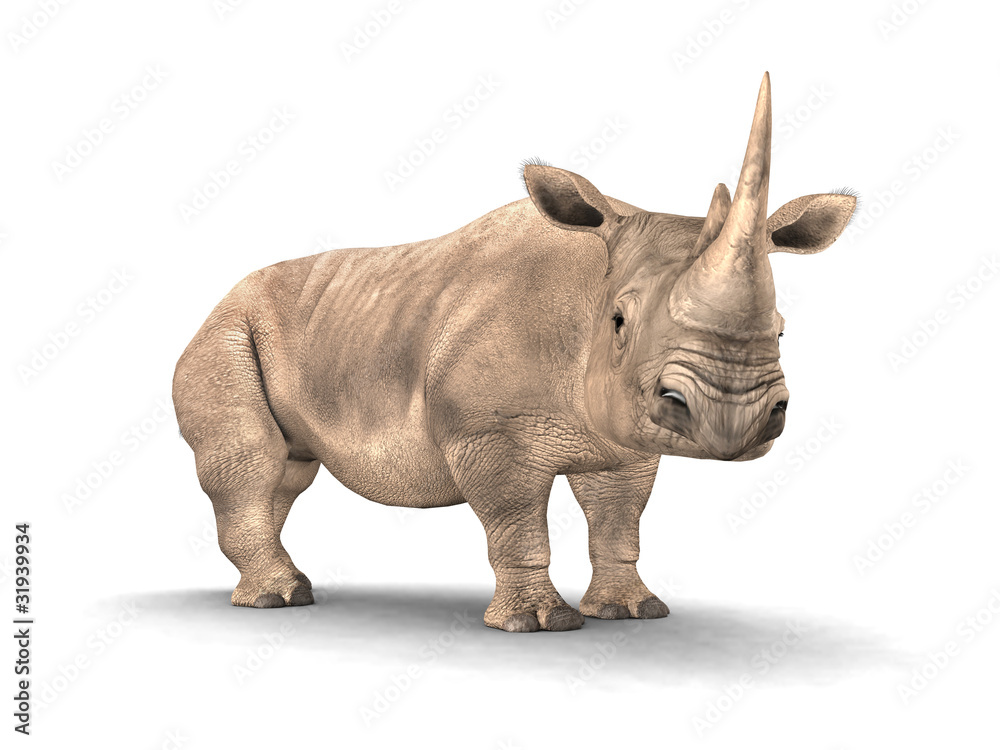 Fototapeta premium Nashorn
