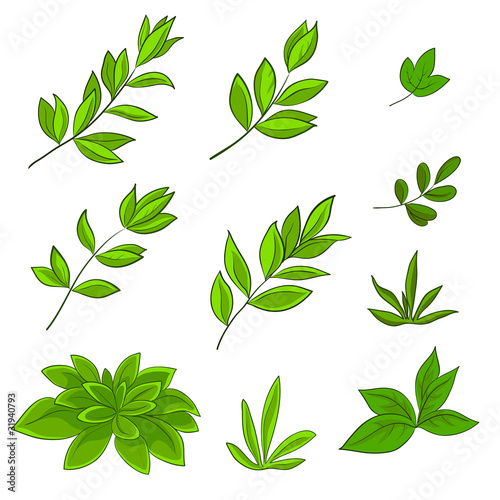 Leaves