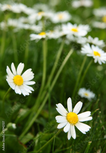 auf der Wiese