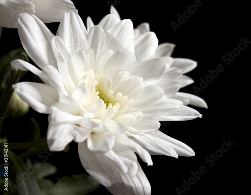 White beautiful flowers