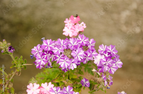 Fototapeta Naklejka Na Ścianę i Meble -  fiori