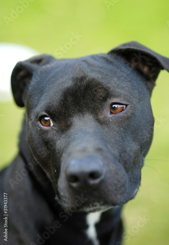 Black Pitbull Dog Purebred