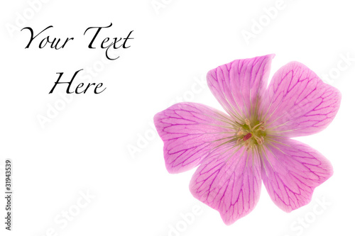 Fototapeta Naklejka Na Ścianę i Meble -  Pink Wild Geranium Maculatum Isolated with Copy Space