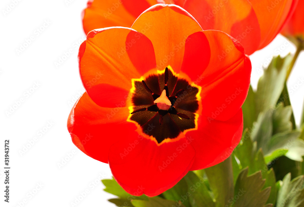 Obraz premium tulip