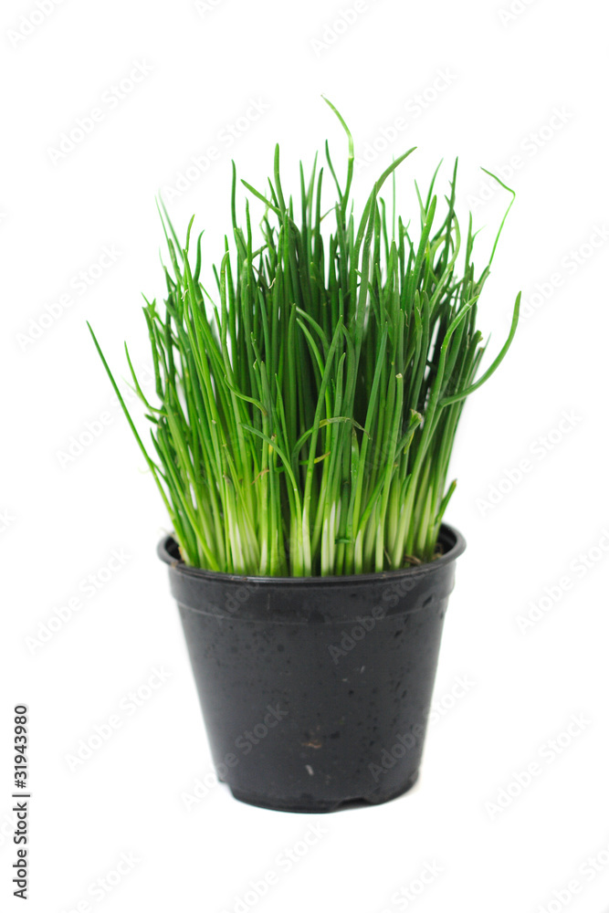green easter grass green easter grass
