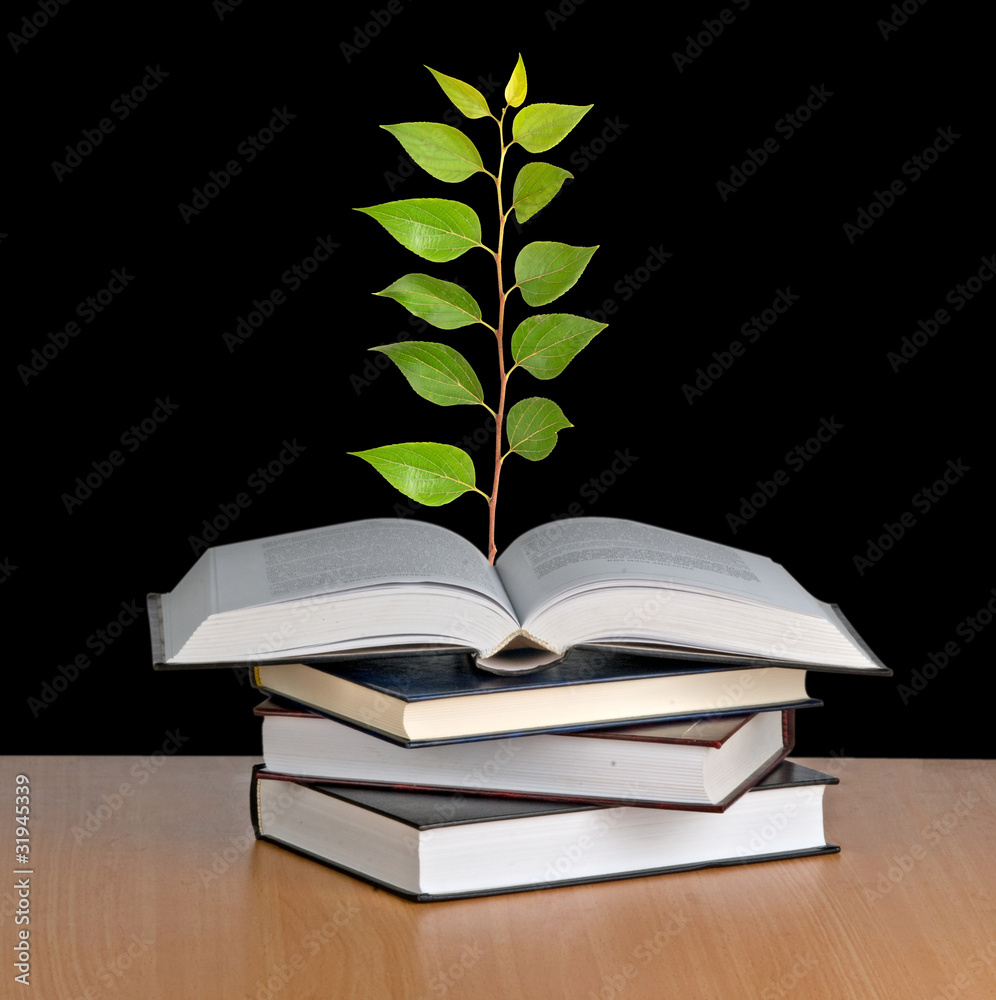 sapling growing from open book sapling growing from open book