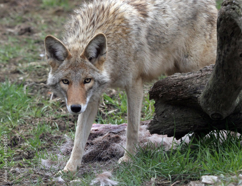 Coyote staring