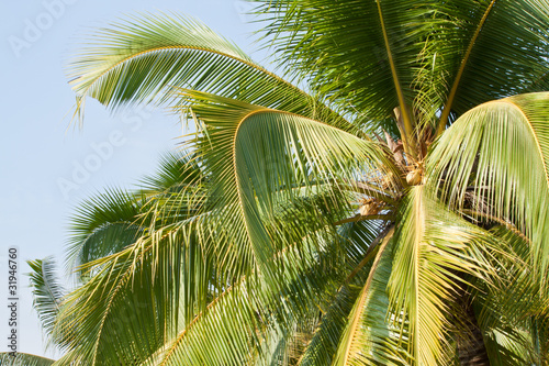 Fototapeta Naklejka Na Ścianę i Meble -  Coconut tree