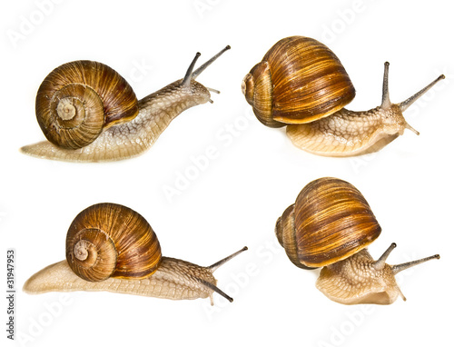 grape helix - common snail