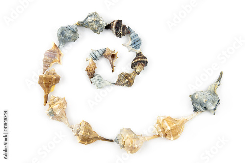 Spiral made of several Shells. Summer theme.