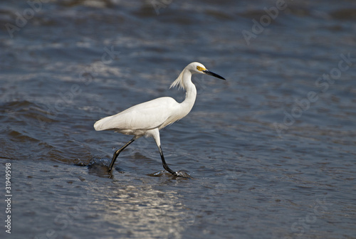 Egret wading by an ocean shore © Otto
