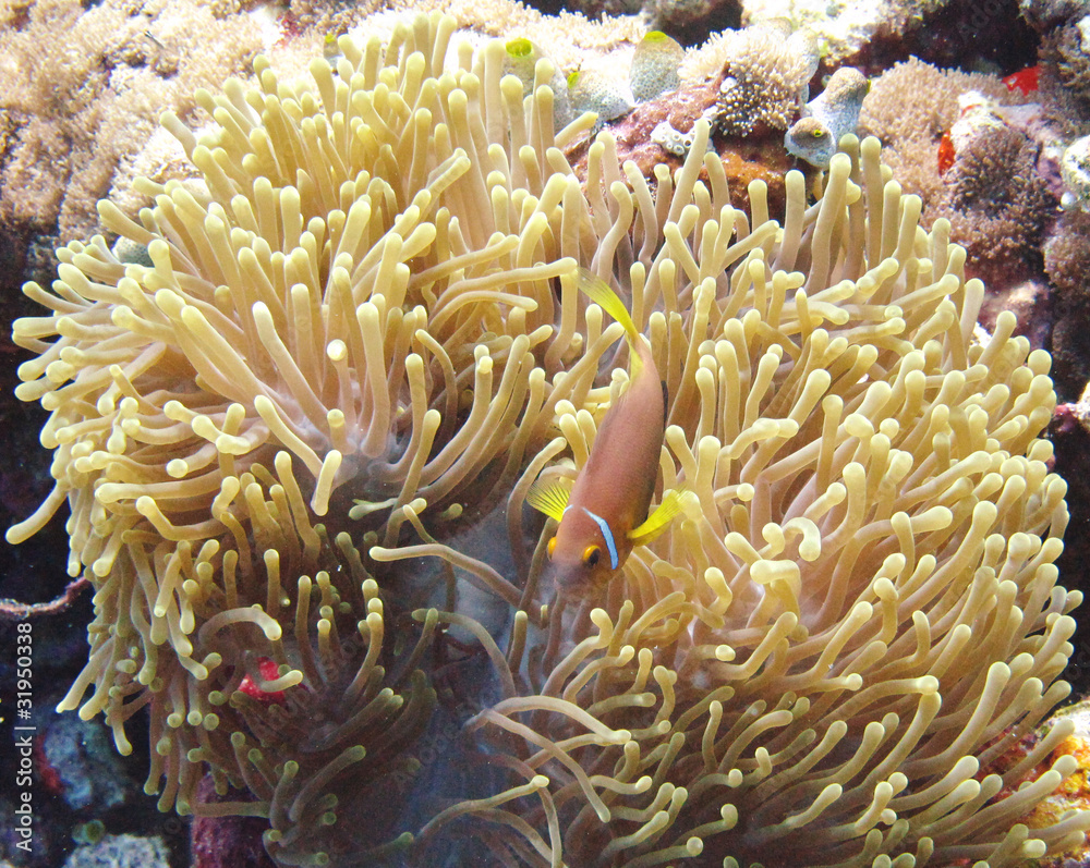 nemone fish with anemone nemone fish with anemone