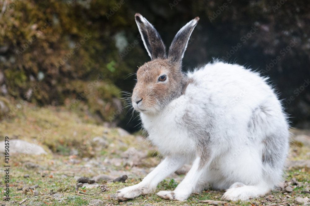 Fototapeta premium white mountain hare (lat. Lepus timidus)