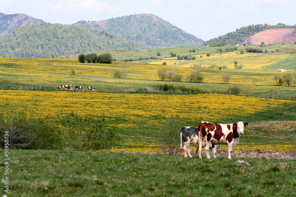 Fototapeta premium Vaches au printemps